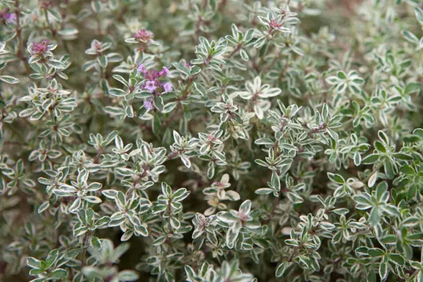Oregano or marjoram