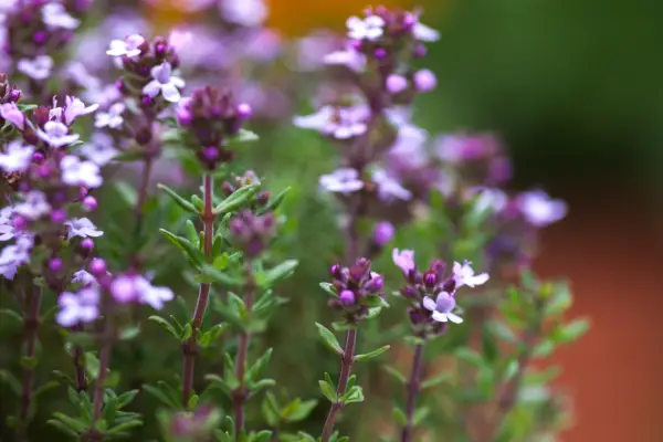 Thyme in bloom