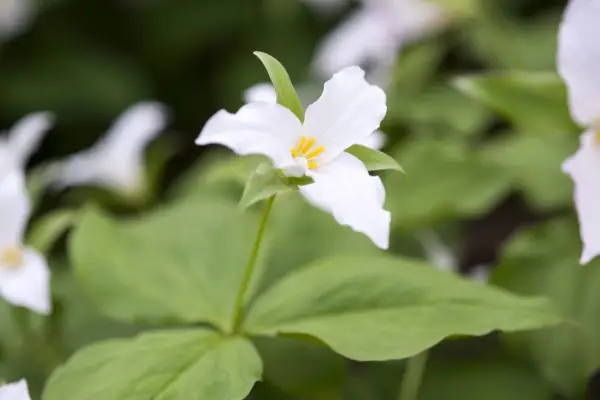 Trillium Grandiflorum