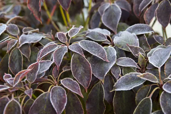 Trochodendron aralioides