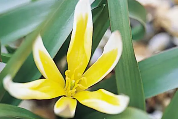 Tulipa tarda