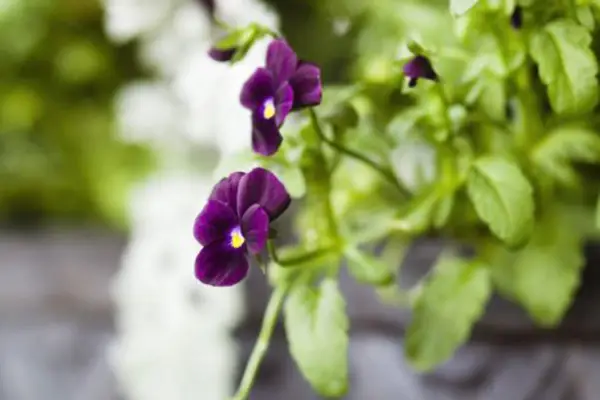 Viola 'Bowles Black'