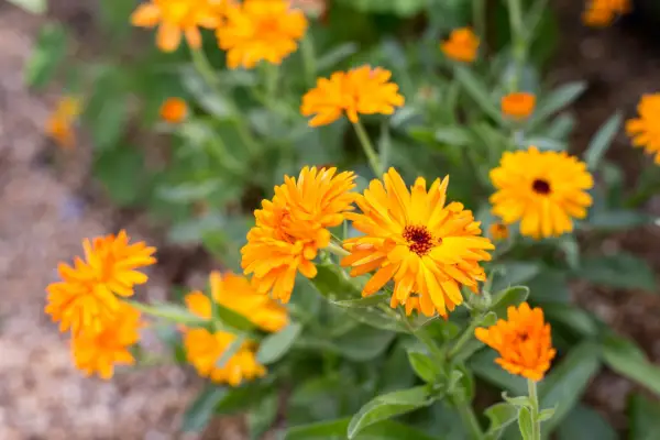 How to grow marigolds