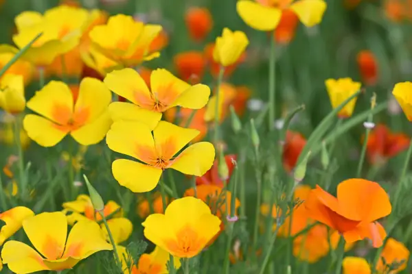 California poppies
