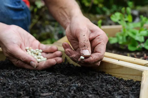 Sowing pea seeds in the soil