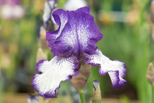 Iris 
