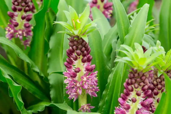 Pineapple lily in flower