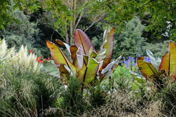 Banana planted in grasses