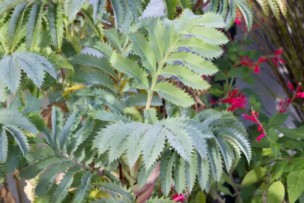 Melianthus major