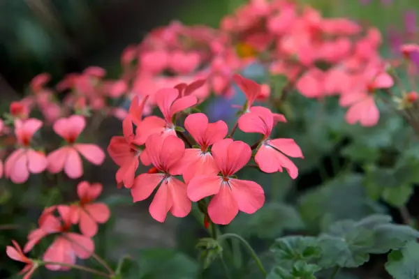 Pelargonium 