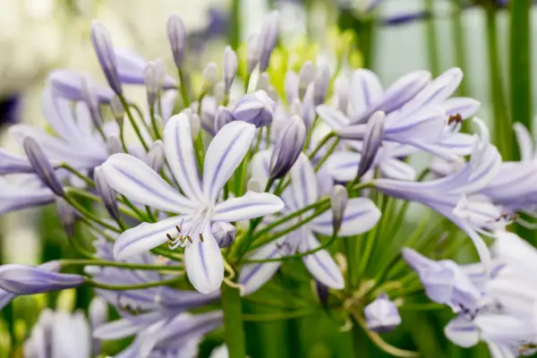 Agapanthus 