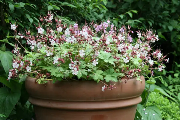 Geranium in a pot