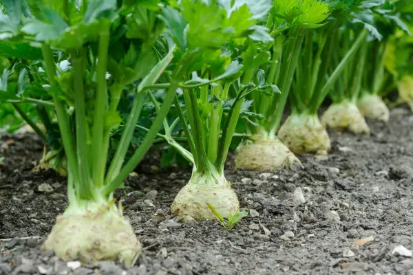 Graveolens var. 덜이스