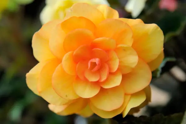 Begonia 'Fortune Golden Shades'
