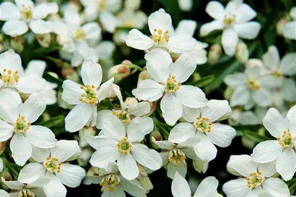 Choisya x Dewitteana 'Aztec Pearl'