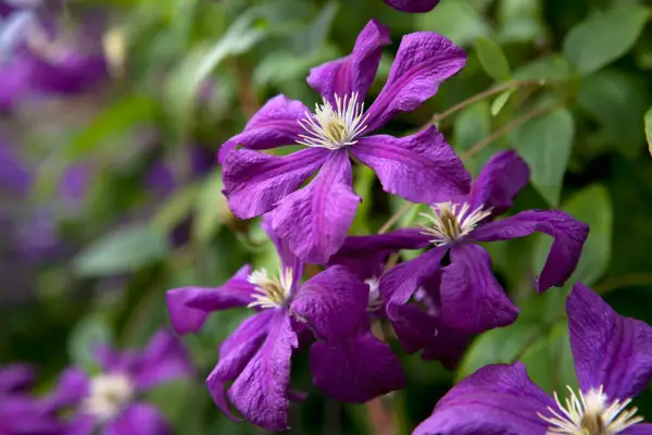 Clematis 'Etoile Violette'