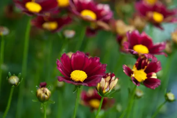 Coreopsis 'Li'l Bang Red Elf'