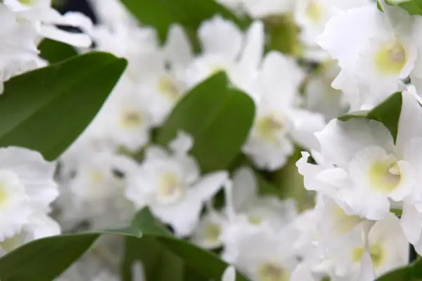 Dendrobium 'Sweet Memory'