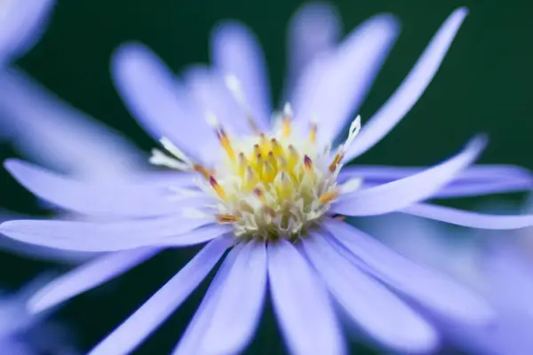 Symphyotrichum 