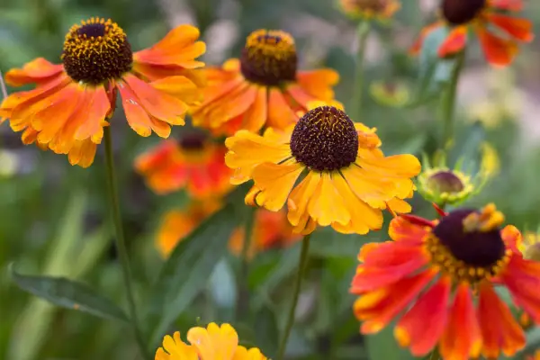 Helenium 