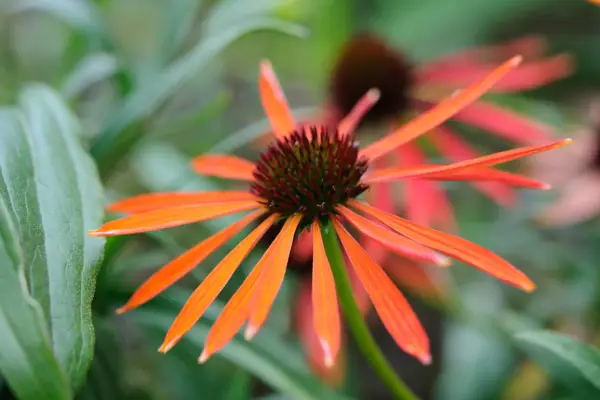 Echinacea 