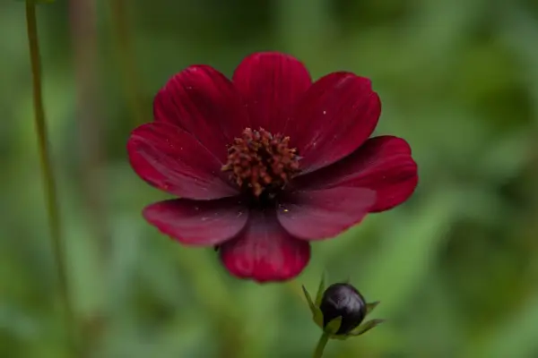 Cosmos atrosanguineus