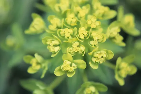 Euphorbia palustris