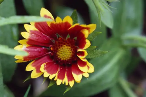 Gaillardia 'Kobold'