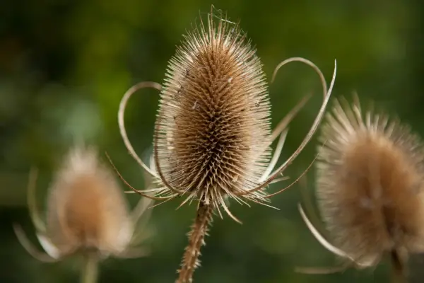 Teasel (Dipsacus fullonum) seedheads