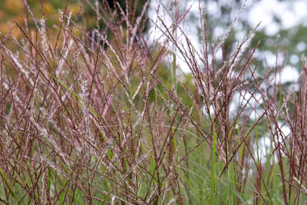 Miscanthus flowers
