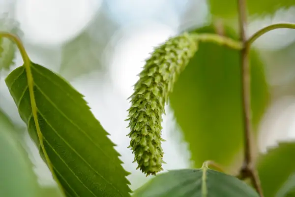 Bird catkins