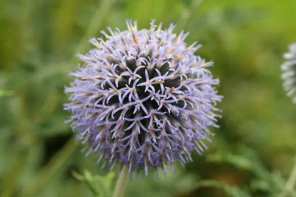 Globe thistle