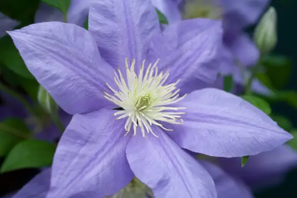 Clematis 