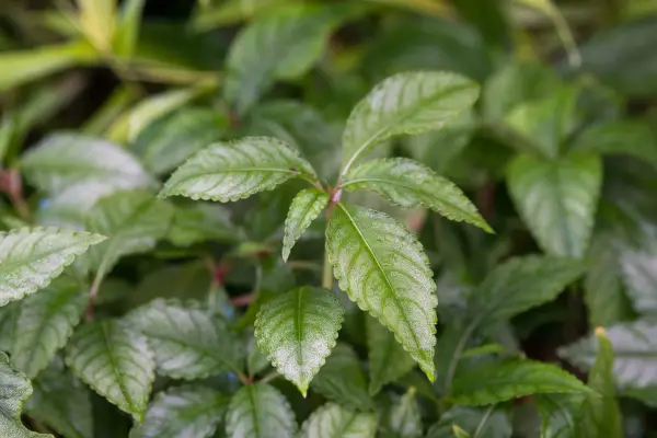 Impatiens omeiana 'tormenta de hielo'