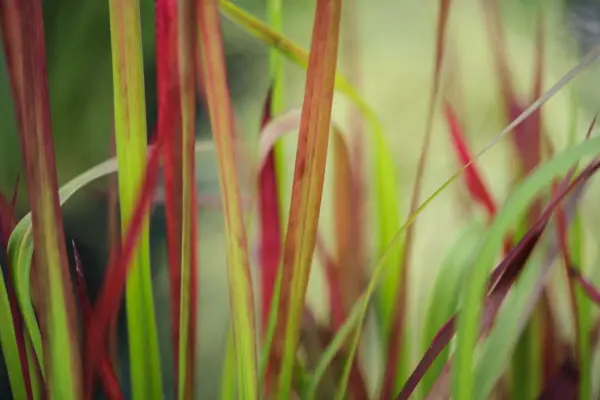 Imperata Cylindrica 'Red Baron'