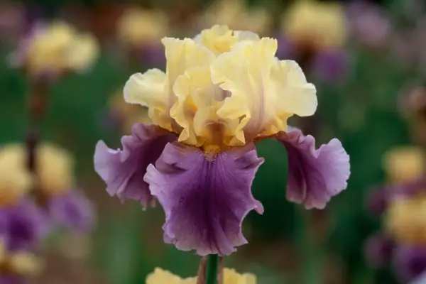 Iris 'Edith Wolford'