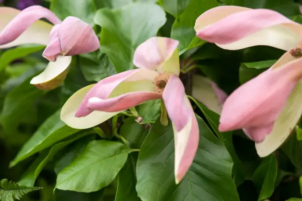 Magnolia x Brooklynensis 'Woodsman'