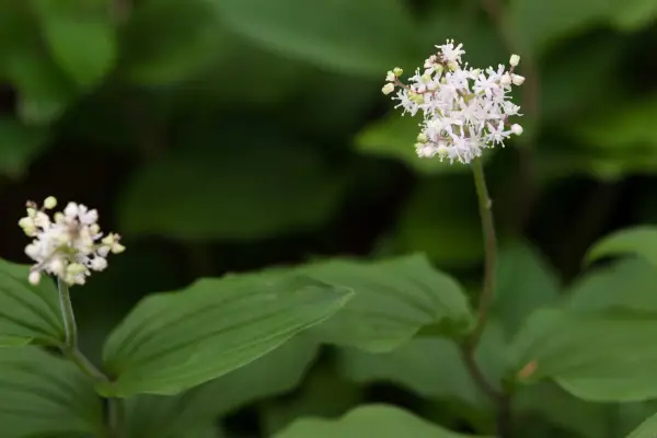 Maianthemum japonicum