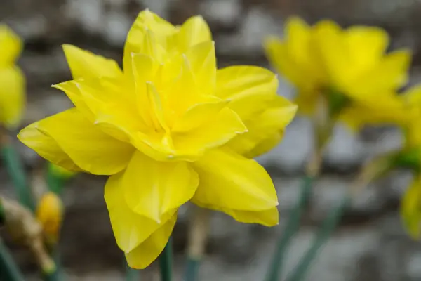 מוליכי הזהב של נרקיס