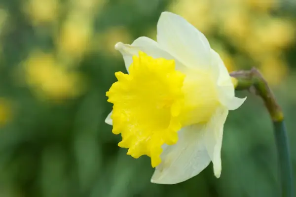 'יופי קטן' של נרקיס