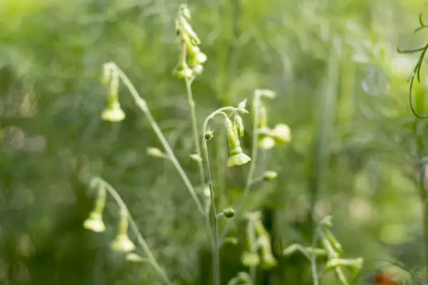 Nicotiana Langsdorffii
