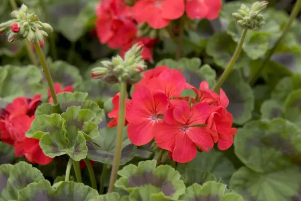 Pelargonium 'Maverick Red'