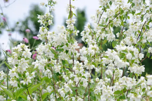 Philadelphus „haina hermină”