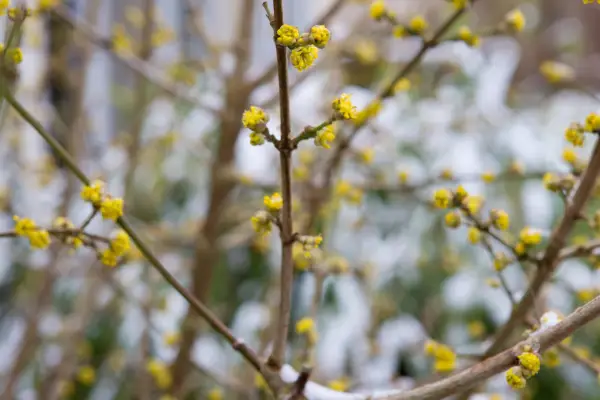 Cornus mas