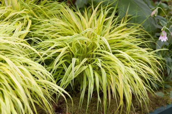 Hakonechloa macra
