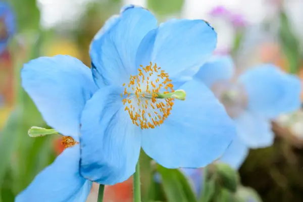 Meconopsis