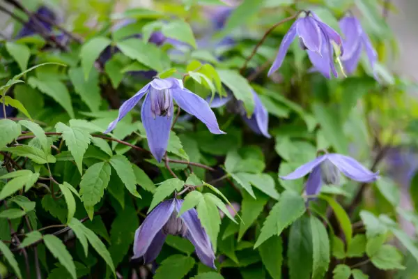 Clematis alpina