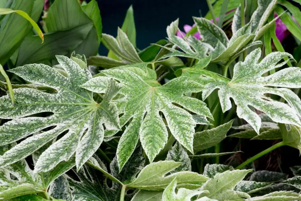 Fatsia Spiders Web