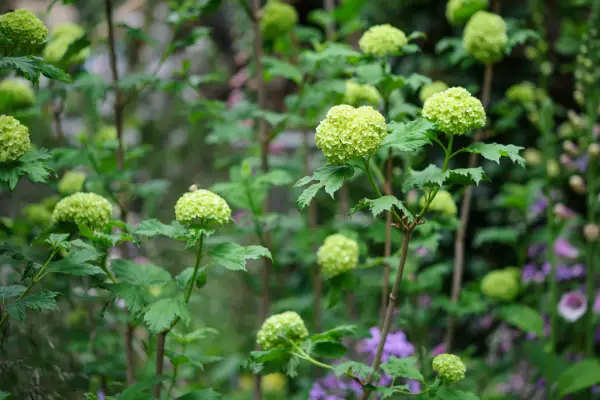 Viburnum opulus