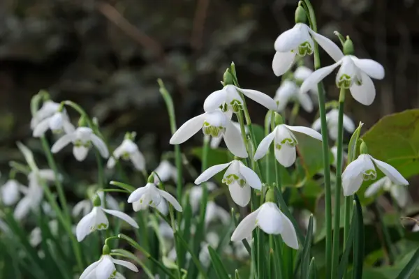 Snowdrops in flower